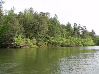 Broadwater Landing Wooded Shoreline.