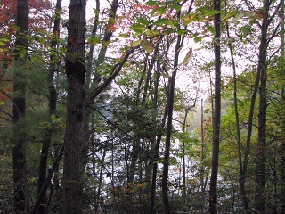 The Sanctuary's Wooded Properties.